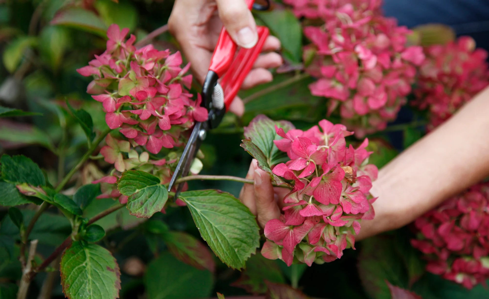 Hortensia's drogen: tips en methoden voor langdurige schoonheid - Doika