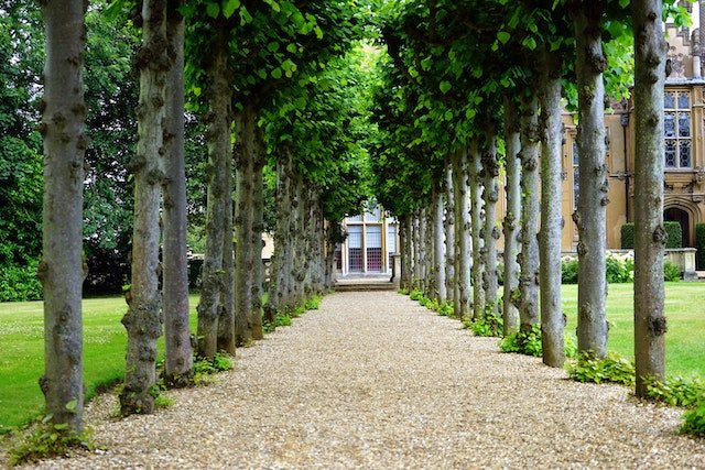 Ontdek de beste plantenkeuzes voor jouw tuin - Doika