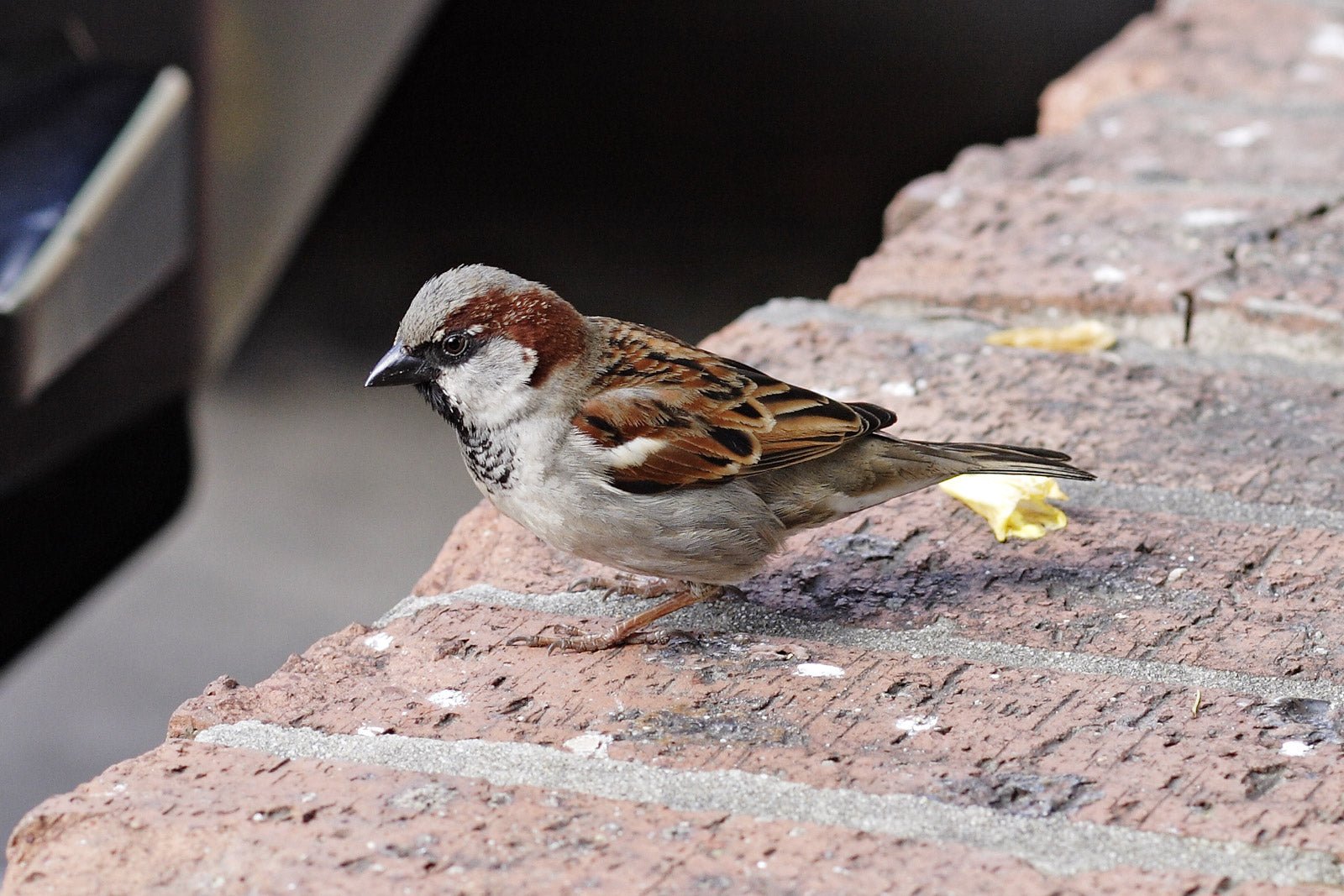 Waarom heel veel mussen in de tuin goed zijn voor het ecosysteem - Doika