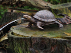 Bronzen beeld Schildpad fontein 14x26x34cm