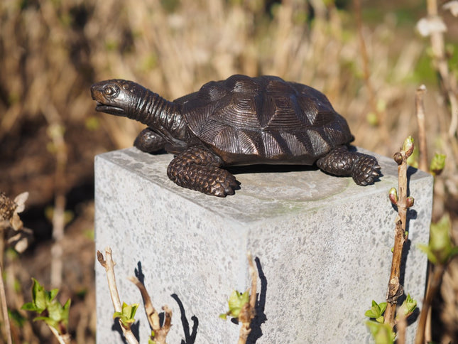 Bronzen beeld Schildpad 10x19x29cm
