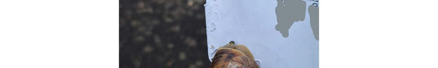 slak_eet_post-2