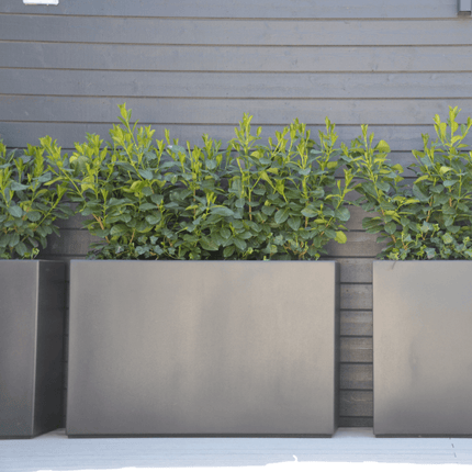 Adezz Buxus polyester plantenbak 120x50x50 cm - Doika - Plantenbak - Adezz - PB23.2