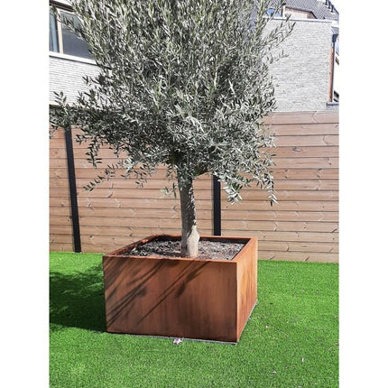 Geroba Quadra cortenstalen plantenbak vierkant 50x50x50cm 22kg - Doika BV - Plantenbak - Geroba - QuadraB3